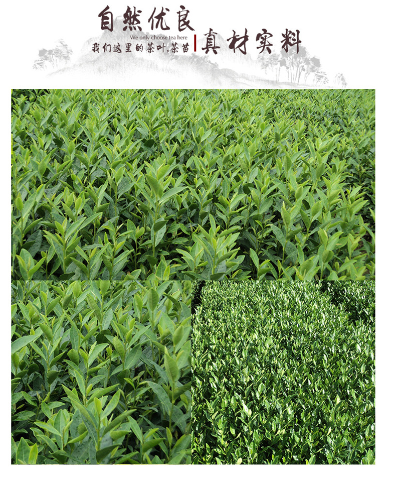 龙井43号茶苗 - 嵊州市南龙茶叶专业合作社