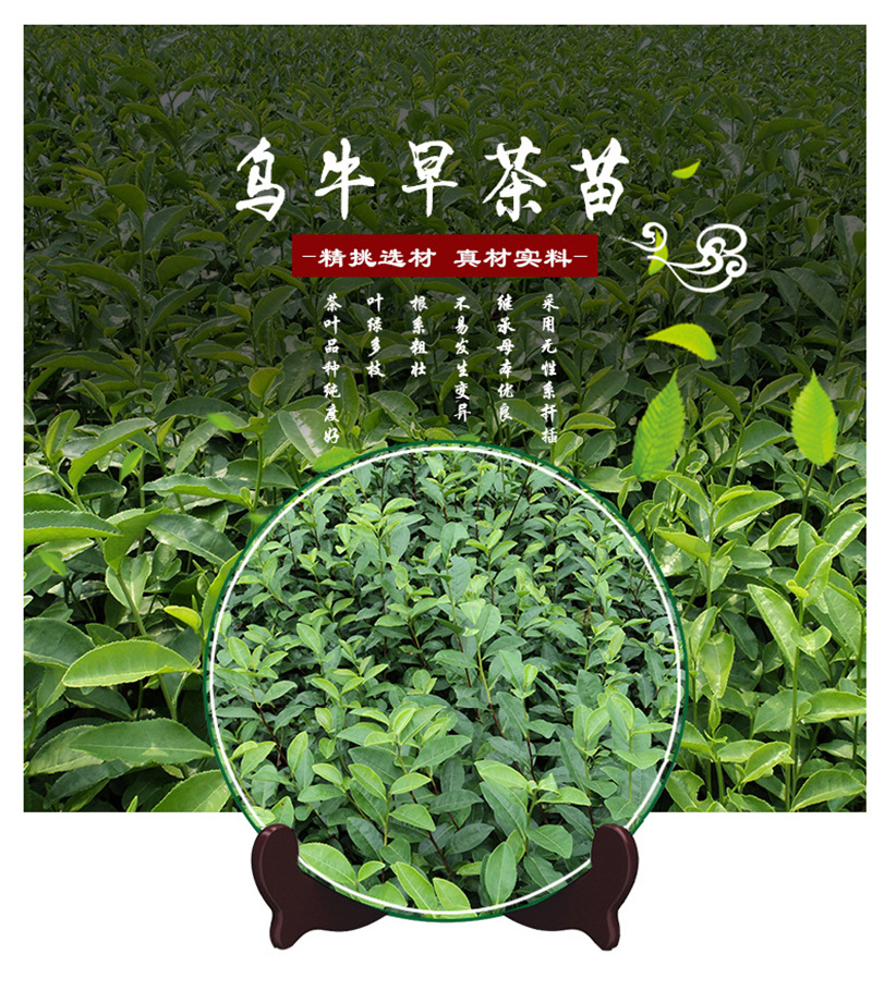 乌牛早茶苗 - 嵊州市南龙茶叶专业合作社