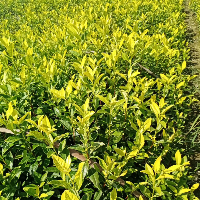 中黄3号茶苗