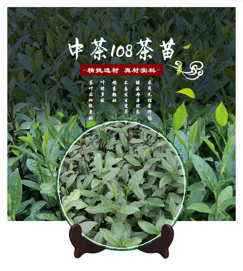 中茶108茶苗 - 嵊州市南龙茶叶专业合作社