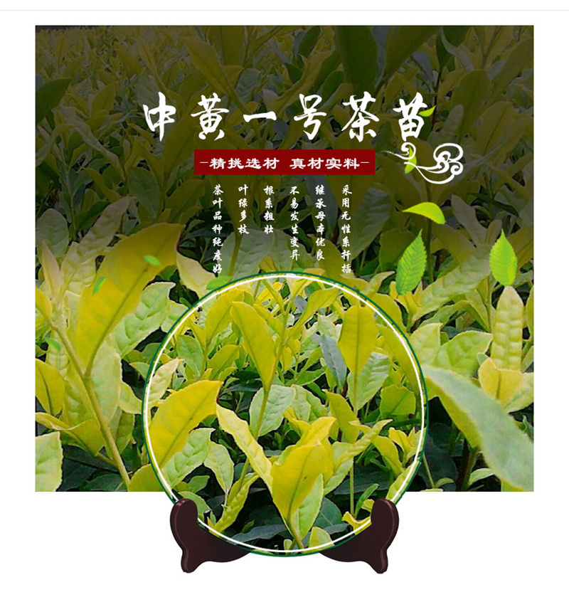 中黄1号茶苗