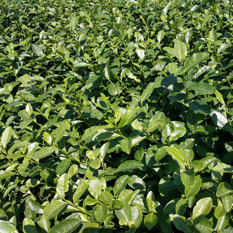 今天"浙江**早"永嘉乌牛早茶开采了! - 嵊州市南龙茶叶专业合作社