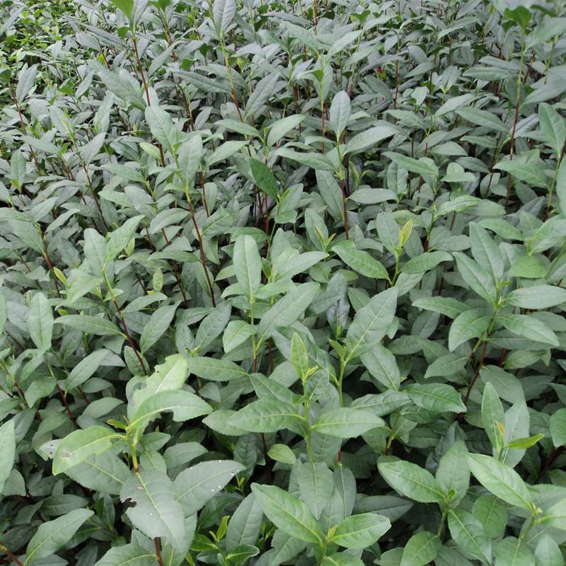 今天"浙江**早"永嘉乌牛早茶开采了! - 嵊州市南龙茶叶专业合作社