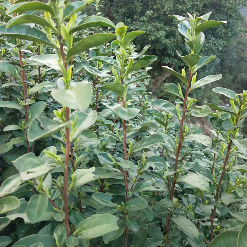 今天"浙江**早"永嘉乌牛早茶开采了!