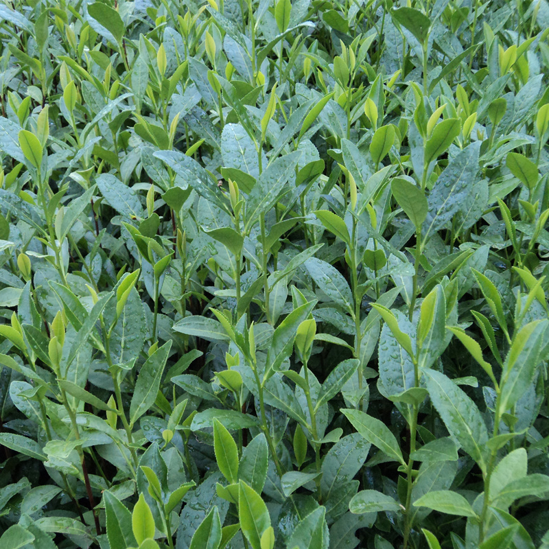 乌牛早茶苗 (9).jpg