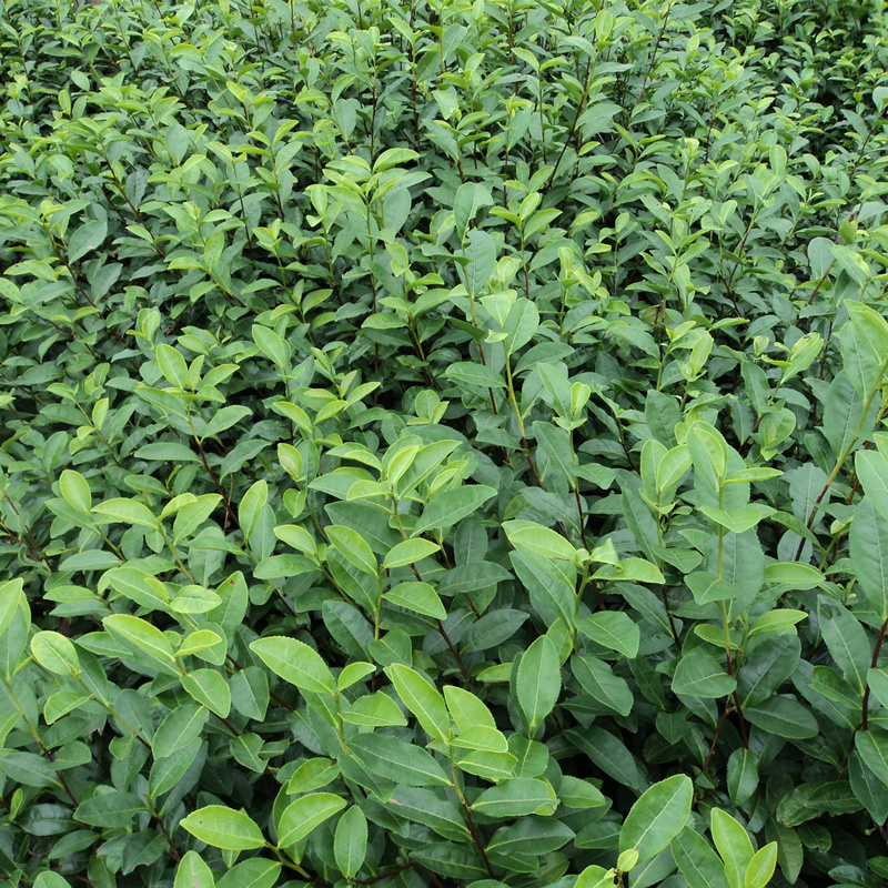 今天"浙江**早"永嘉乌牛早茶开采了! - 嵊州市南龙茶叶专业合作社