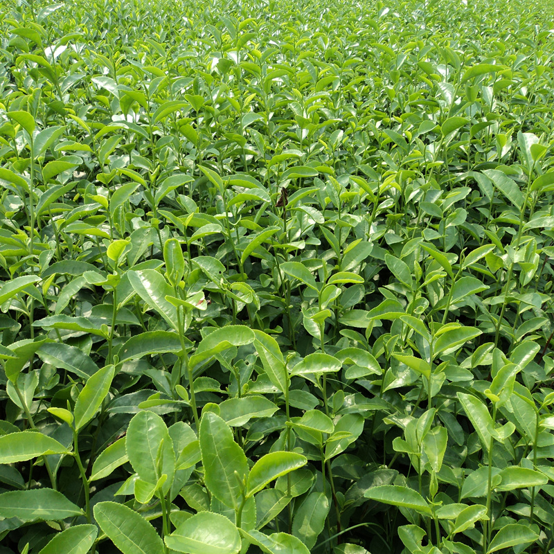 今天"浙江**早"永嘉乌牛早茶开采了! - 嵊州市南龙茶叶专业合作社